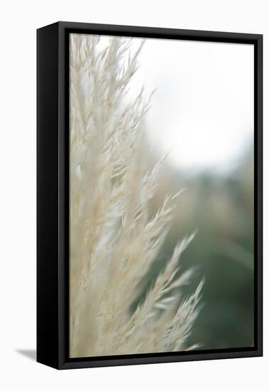 Subtle Grasses I-Jason Johnson-Framed Premier Image Canvas