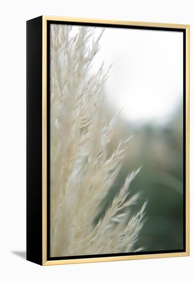 Subtle Grasses I-Jason Johnson-Framed Premier Image Canvas