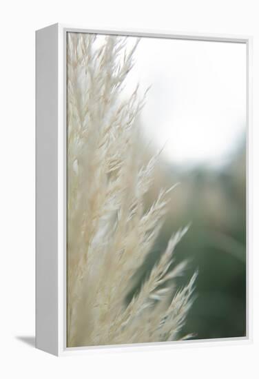 Subtle Grasses I-Jason Johnson-Framed Premier Image Canvas