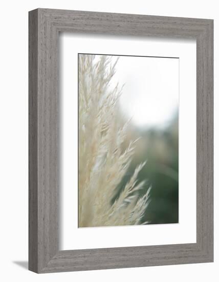 Subtle Grasses I-Jason Johnson-Framed Photographic Print