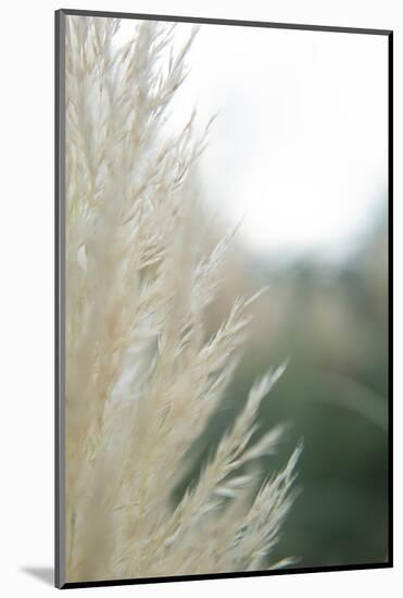 Subtle Grasses I-Jason Johnson-Mounted Photographic Print