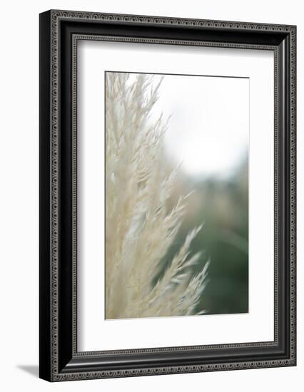 Subtle Grasses I-Jason Johnson-Framed Photographic Print