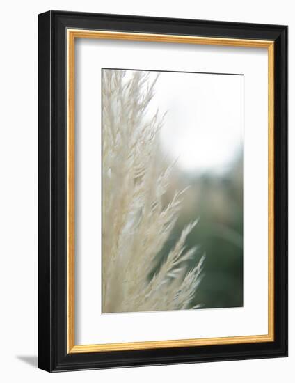 Subtle Grasses I-Jason Johnson-Framed Photographic Print