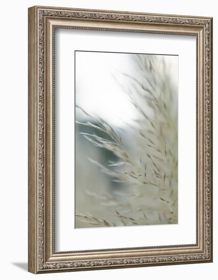 Subtle Grasses II-Jason Johnson-Framed Photographic Print