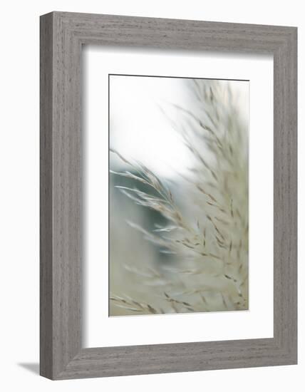 Subtle Grasses II-Jason Johnson-Framed Photographic Print
