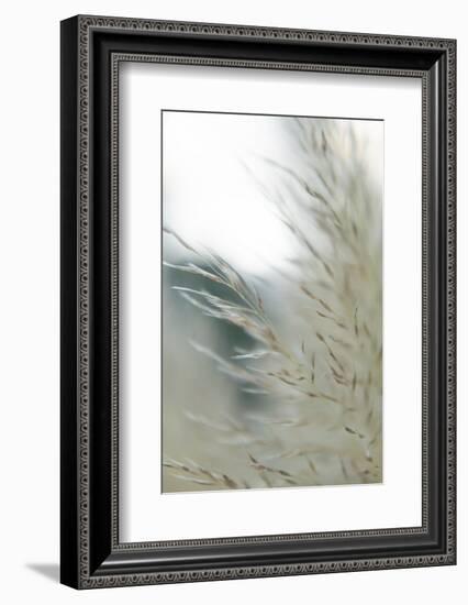 Subtle Grasses II-Jason Johnson-Framed Photographic Print