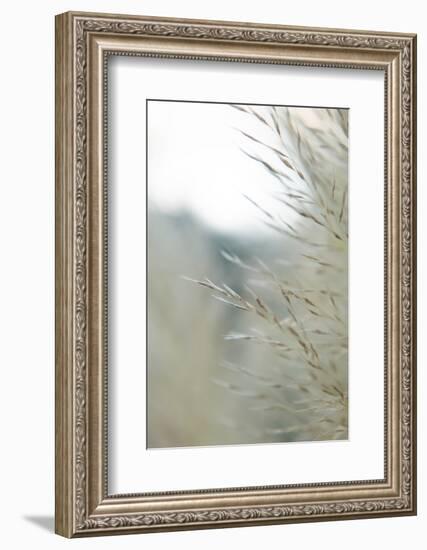 Subtle Grasses III-Jason Johnson-Framed Photographic Print