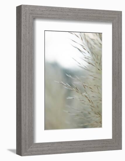 Subtle Grasses III-Jason Johnson-Framed Photographic Print