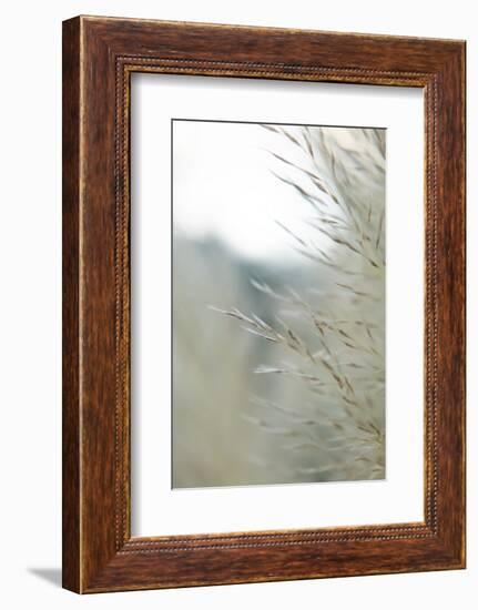 Subtle Grasses III-Jason Johnson-Framed Photographic Print