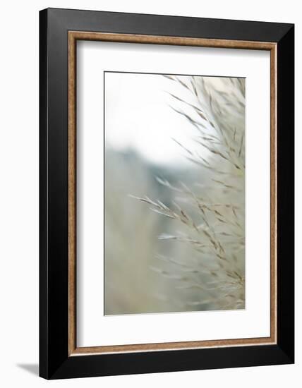 Subtle Grasses III-Jason Johnson-Framed Photographic Print