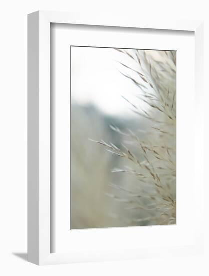 Subtle Grasses III-Jason Johnson-Framed Photographic Print