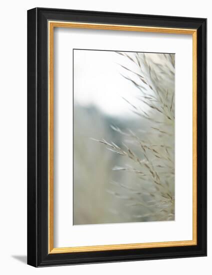 Subtle Grasses III-Jason Johnson-Framed Photographic Print