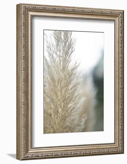 Subtle Grasses IV-Jason Johnson-Framed Photographic Print