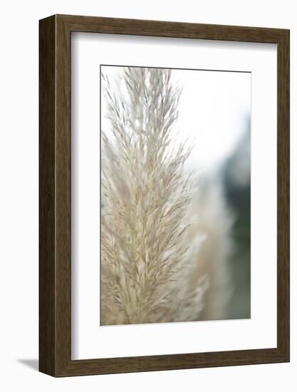 Subtle Grasses IV-Jason Johnson-Framed Photographic Print