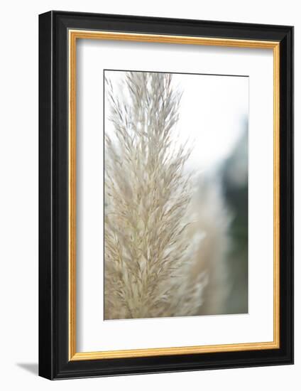 Subtle Grasses IV-Jason Johnson-Framed Photographic Print