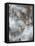 Subtleties-Jason Jarava-Framed Premier Image Canvas