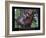 Success - Horse Race Jockey-Bill Hall-Framed Art Print