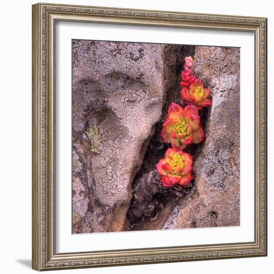 Succulants in Stone-Vincent James-Framed Photographic Print