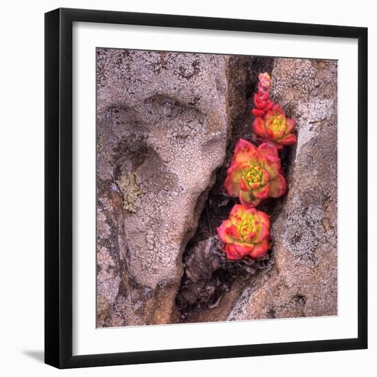 Succulants in Stone-Vincent James-Framed Photographic Print