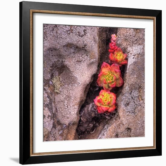 Succulants in Stone-Vincent James-Framed Photographic Print