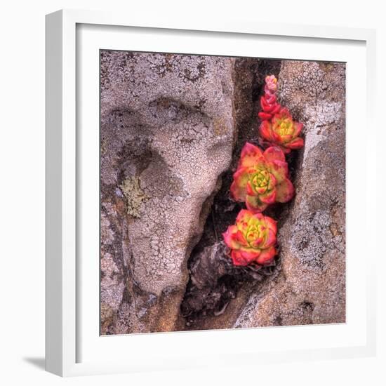 Succulants in Stone-Vincent James-Framed Photographic Print