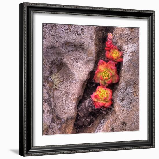 Succulants in Stone-Vincent James-Framed Photographic Print