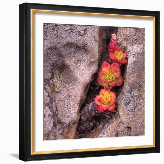 Succulants in Stone-Vincent James-Framed Photographic Print