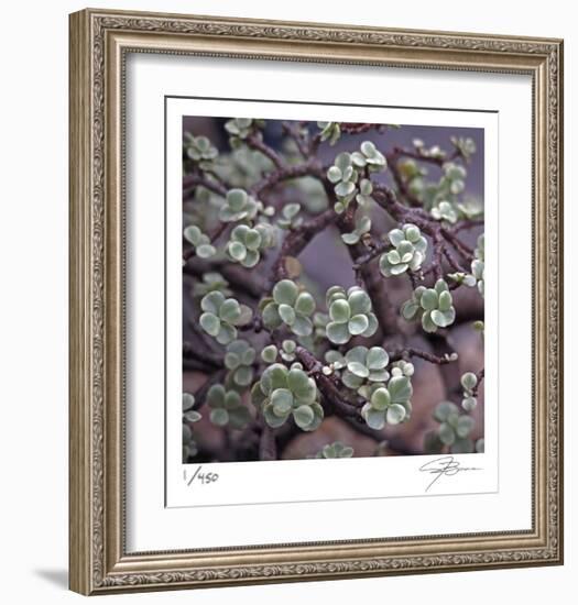 Succulent 13-Ken Bremer-Framed Limited Edition