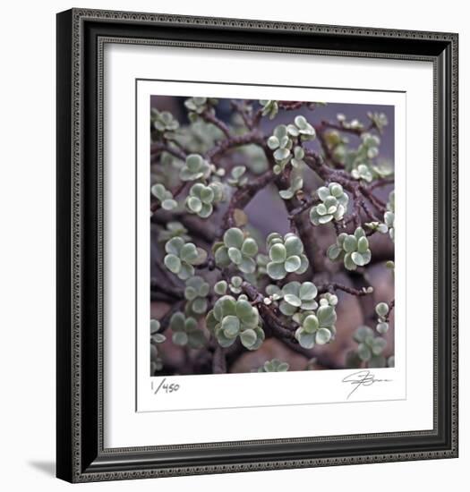 Succulent 13-Ken Bremer-Framed Limited Edition