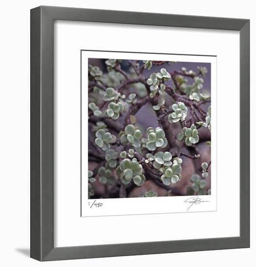 Succulent 13-Ken Bremer-Framed Limited Edition