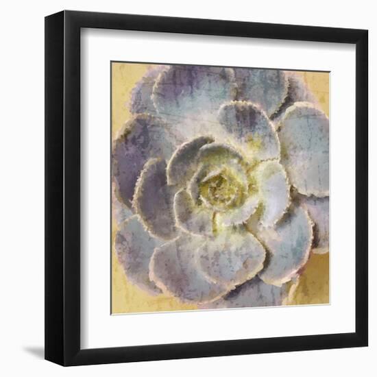 Succulent Aeonium-null-Framed Art Print