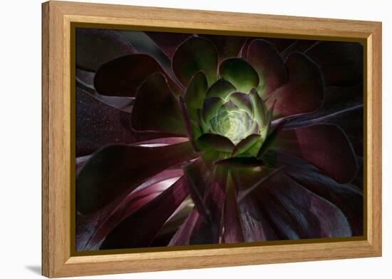 Succulent at Sunset-Howard Ruby-Framed Premier Image Canvas