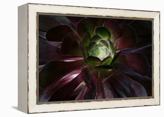 Succulent at Sunset-Howard Ruby-Framed Premier Image Canvas