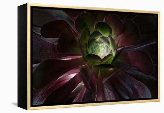 Succulent at Sunset-Howard Ruby-Framed Premier Image Canvas