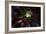 Succulent at Sunset-Howard Ruby-Framed Photographic Print