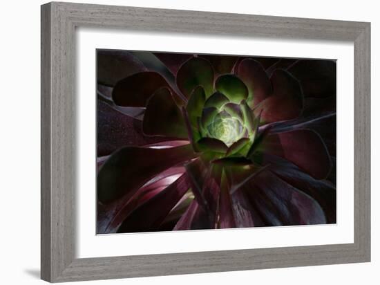 Succulent at Sunset-Howard Ruby-Framed Photographic Print