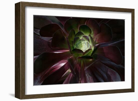 Succulent at Sunset-Howard Ruby-Framed Photographic Print