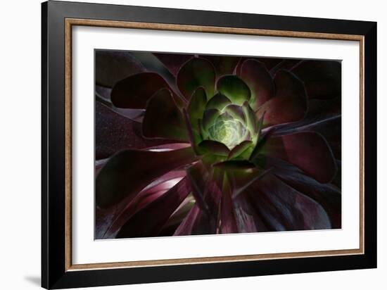 Succulent at Sunset-Howard Ruby-Framed Photographic Print