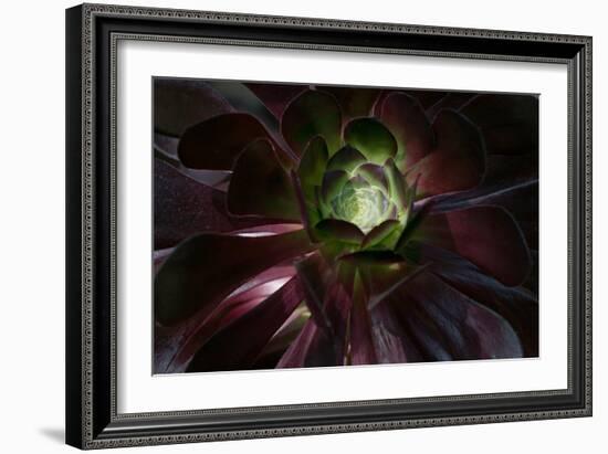 Succulent at Sunset-Howard Ruby-Framed Photographic Print