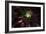 Succulent at Sunset-Howard Ruby-Framed Photographic Print