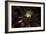 Succulent at Sunset-Howard Ruby-Framed Photographic Print