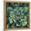 Succulent Bloom I-Megan Meagher-Framed Stretched Canvas