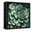 Succulent Bloom II-Megan Meagher-Framed Stretched Canvas