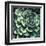 Succulent Bloom II-Megan Meagher-Framed Art Print