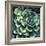 Succulent Bloom II-Megan Meagher-Framed Art Print