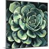 Succulent Bloom II-Megan Meagher-Mounted Art Print