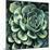 Succulent Bloom II-Megan Meagher-Mounted Art Print