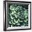 Succulent Bloom II-Megan Meagher-Framed Art Print