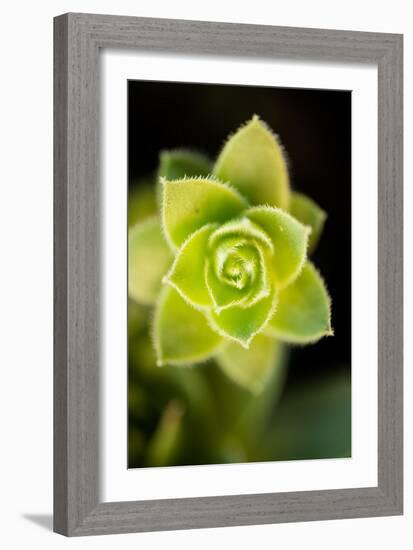 Succulent Blossom II-Erin Berzel-Framed Photographic Print