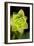 Succulent Blossom II-Erin Berzel-Framed Photographic Print